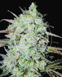 Bay Haze