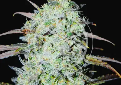 Bay Haze