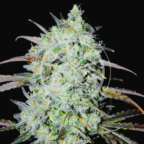 Bay Haze