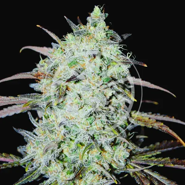 Bay Haze