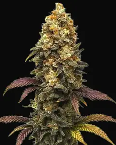 BC Diesel