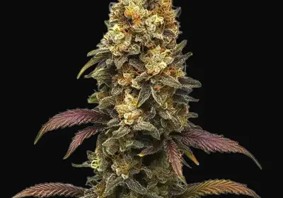 BC Diesel