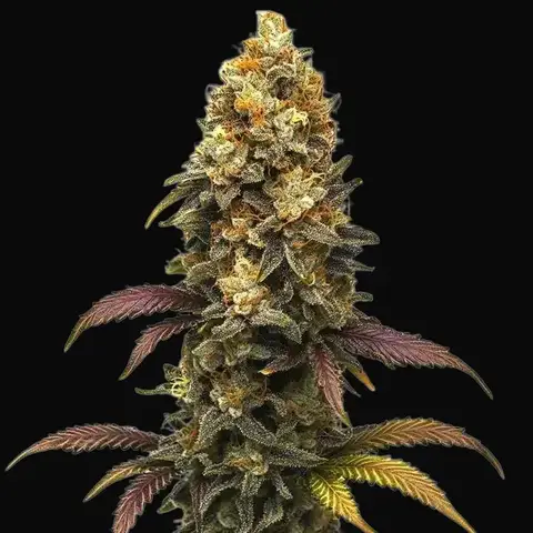 BC Diesel