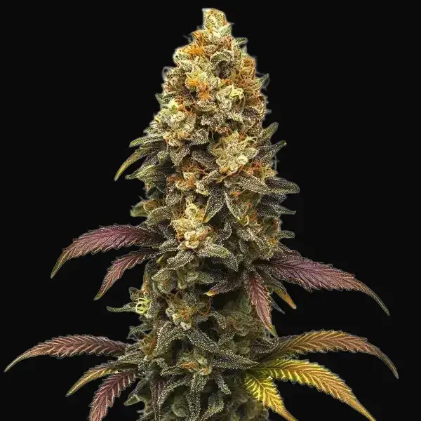 BC Diesel