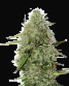 BCN Critical XXL Auto