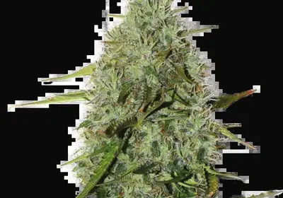 BCN Critical XXL Auto
