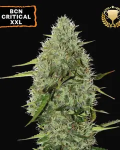 BCN Critical XXL Auto