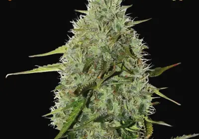 BCN Critical XXL Auto