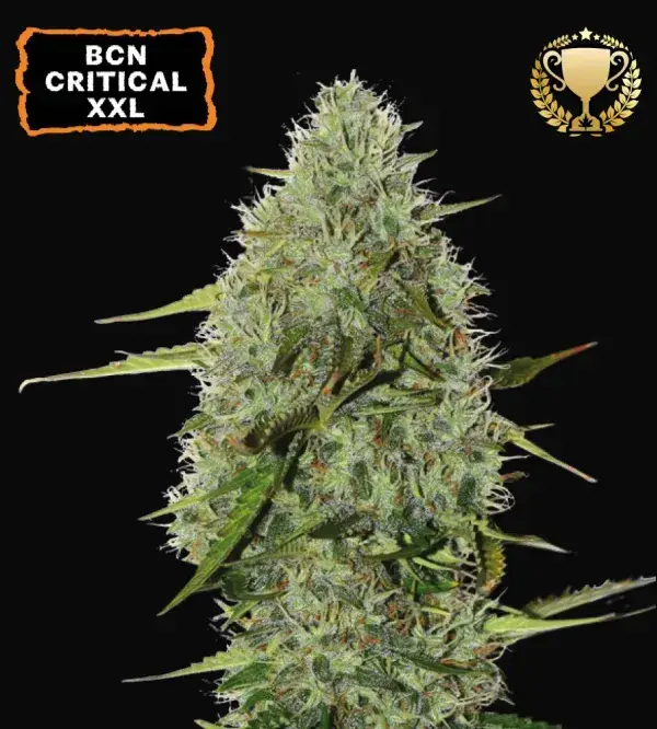 BCN Critical XXL Auto