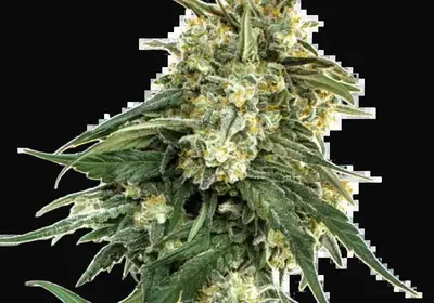 BCN Critical XXL Fast
