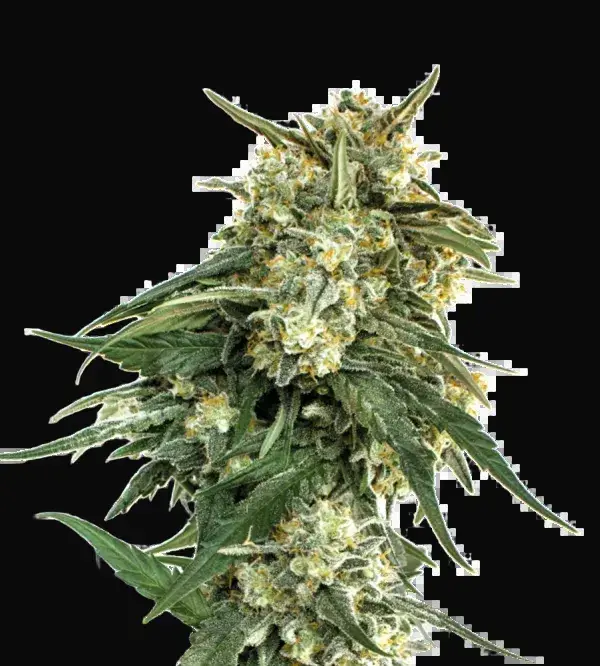 BCN Critical XXL Fast