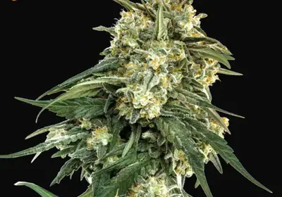 BCN Critical XXL Fast