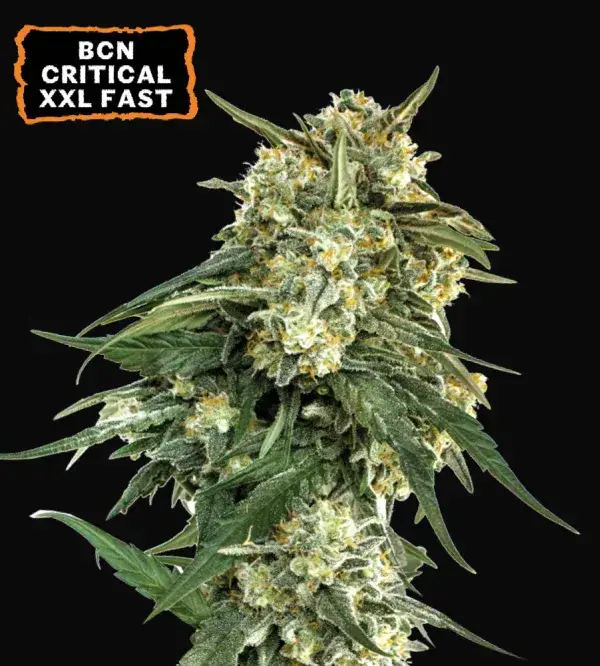 BCN Critical XXL Fast