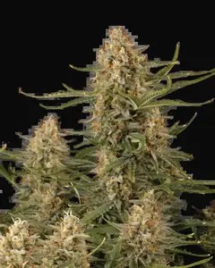 BCN Critical XXL