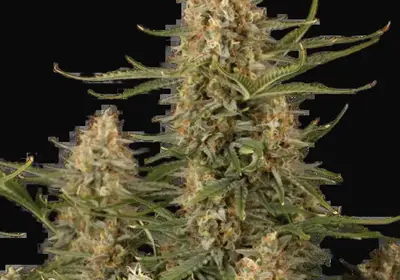 BCN Critical XXL