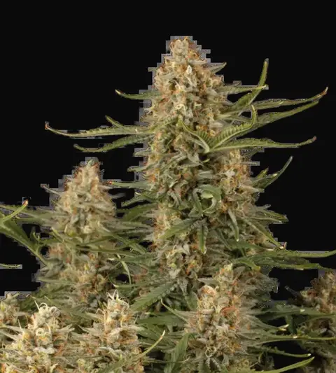 BCN Critical XXL