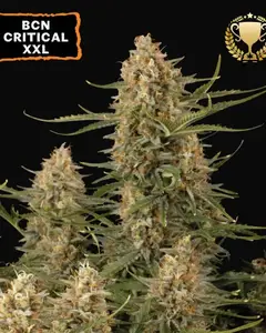 BCN Critical XXL