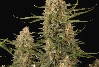 BCN Critical XXL