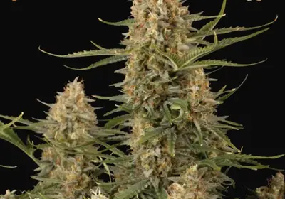 BCN Critical XXL