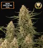 BCN Critical XXL