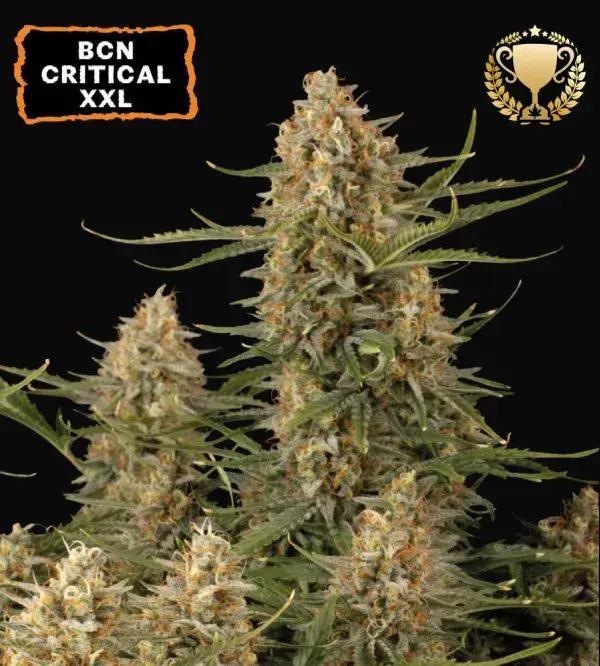 BCN Critical XXL