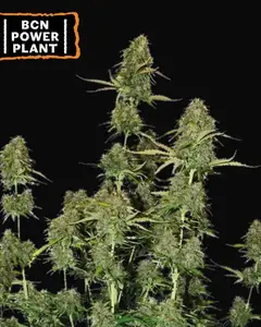 BCN Power Plant Auto