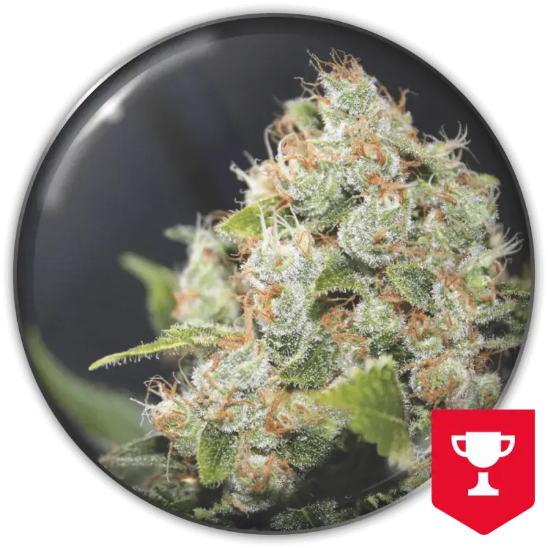 BCN Sour Diesel