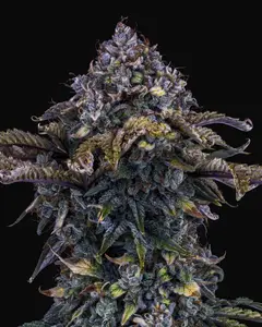 Bear Assed Monkey Auto
