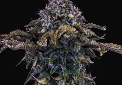 Bear Assed Monkey Auto