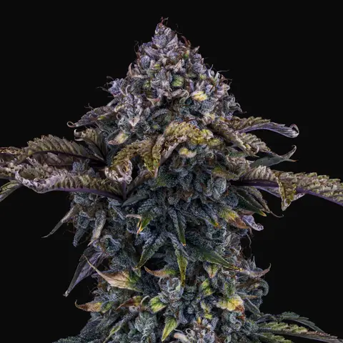 Bear Assed Monkey Auto