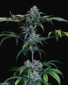 Bear Force One Auto
