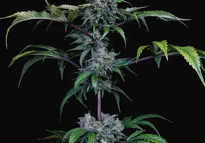 Bear Force One Auto