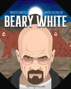 Beary White Auto