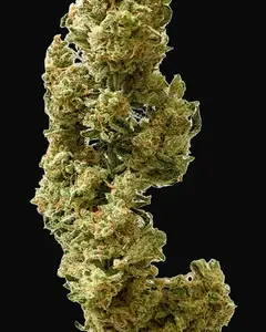 Berry Bomb Auto