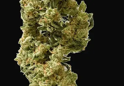 Berry Bomb Auto