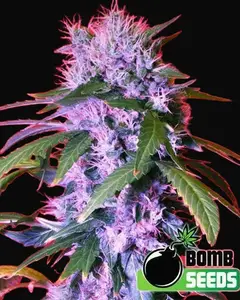 Berry Bomb