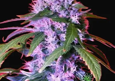 Berry Bomb