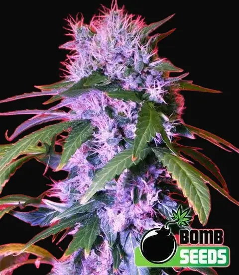 Berry Bomb
