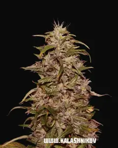 Big Altai Sativa Express