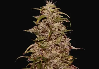Big Altai Sativa Express