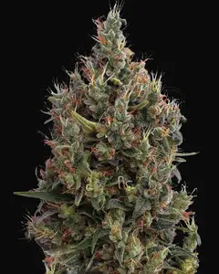 Big Bang Auto