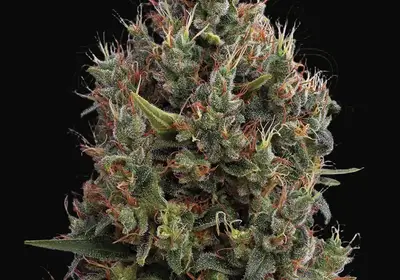 Big Bang Auto