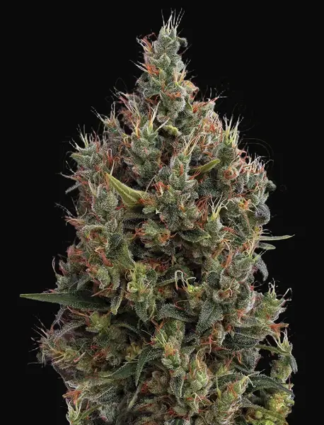 Big Bang Auto