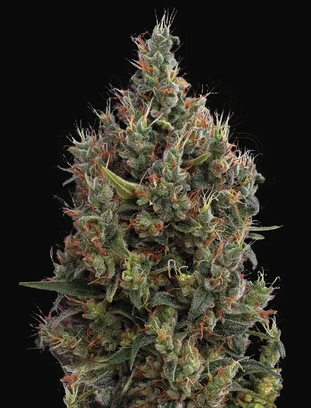 Big Bang Auto