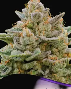 Big Bazooka Auto