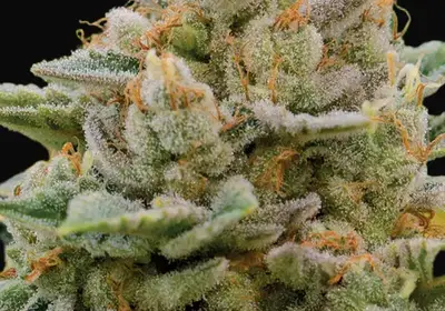 Big Bazooka Auto