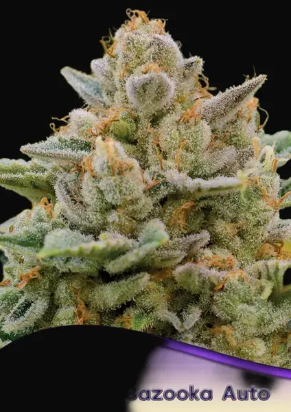 Big Bazooka Auto