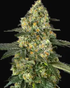 Big Berry Bliss Feminized
