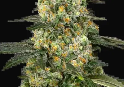 Big Berry Bliss Feminized