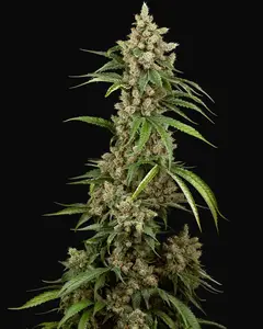 Big Berry Boom Boom Feminized